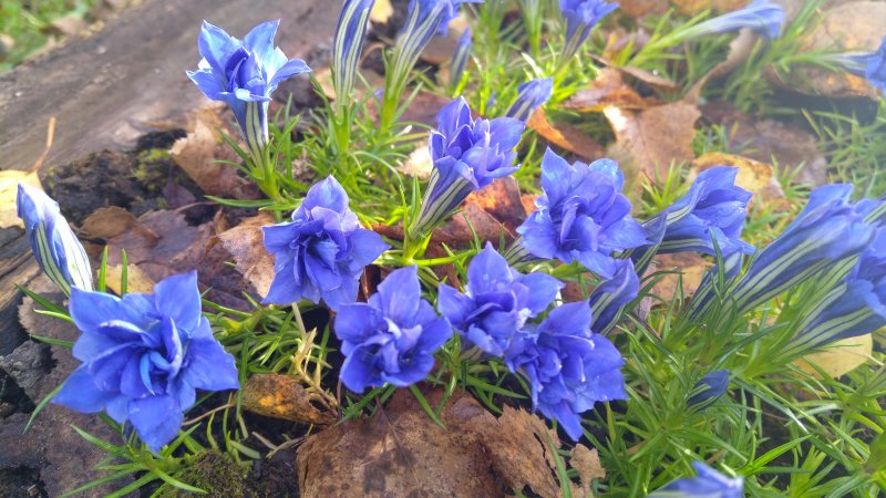 Gentiana sino-ornata 'Eugens Allerbester' Горечавка китайская украшенная